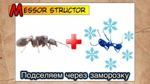 Подселение муравьев через заморозку // Messor Structor