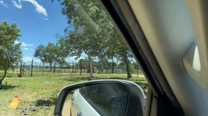 A day with Lions | Driving through the Lion Park | Lion & Safari Park Hartbeespoort South Africa