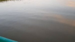 Ловля самов и сазанов в низовьи Волги июль 2020