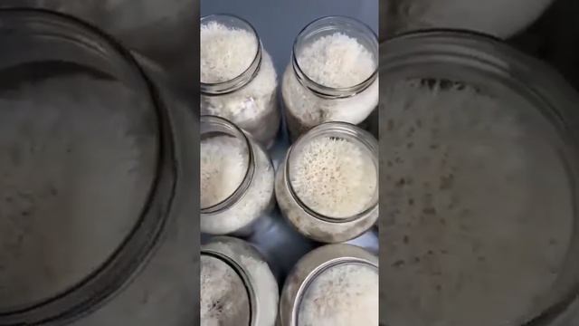 Зерномицелий ежовика гребенчатого на буром рисе с телом самого гриба из нашей лаборатории смотреть онлайн