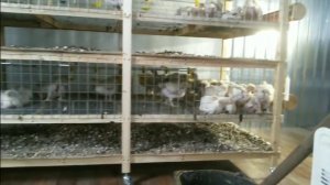 Уборка помета в новых клетках у бройлеров.