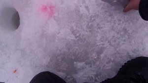 ФОРЕЛЬ НА МАЛЬКА?