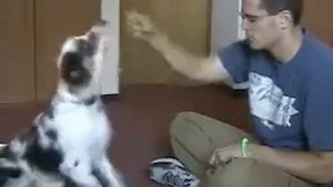 Команда "Лежать"