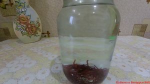 Лучший способ хранения мотыля.