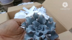 Unboxing Rare Echeveria Silver Prince,Crispate Beauty & many more added in my Collection😍