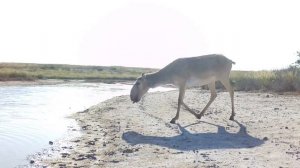 Приоткрывая заповедные двери...Один день из жизни в степи.