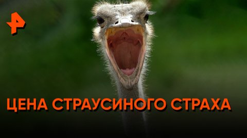 Цена страусиного страха — Знаете ли вы, что?