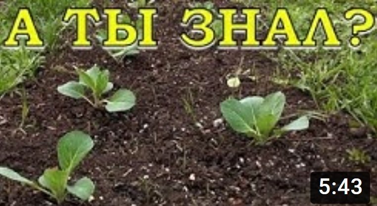 Рассада капусты на грядке. Какую капусту садить в сибири. Посадка капусты в лунки рассадой. Индийская весенняя капуста. Какую капусту садить в сибири.