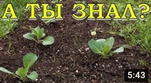 ПРАВИЛА высадки КАПУСТНОЙ рассады!☝☝☝
