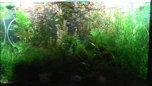 Миф 9. Не путай водоем и аквариум