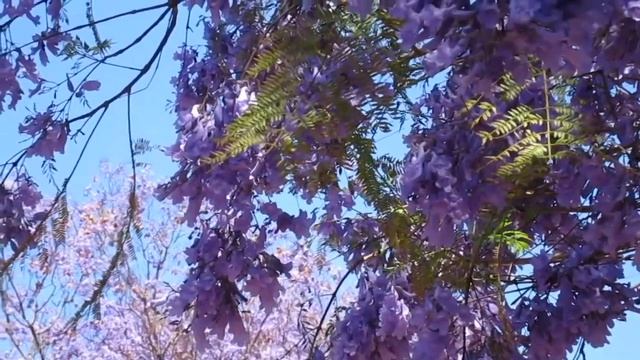 Цветущая жакаранда (Jacaranda). Синий восторг! Валенсия, Испания смотреть онлайн