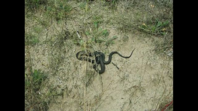 Уж фото и видео смотреть онлайн
