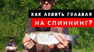 Как ловить голавля на СПИННИНГ? Попал на раздачу голавля