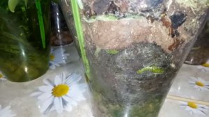 Орхидеи в закрытой системе.Посадка,полив,подкормка ,общее состояние.