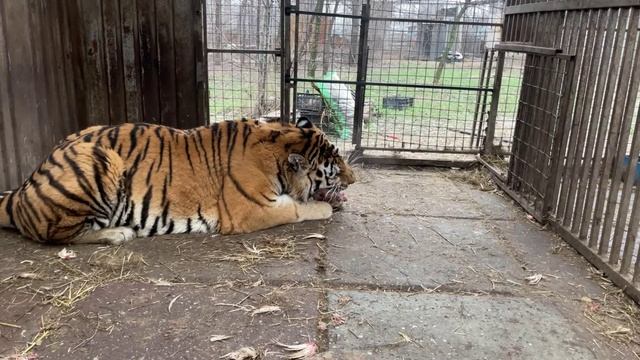 Когда начались бои за Мариуполь, сотрудники зоопарка остались с животными
