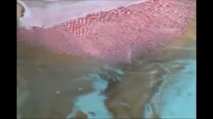 Christina Model - Shake It