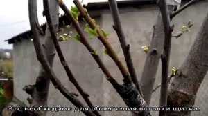 Летняя прививка плодовых деревьев зелеными черенками
