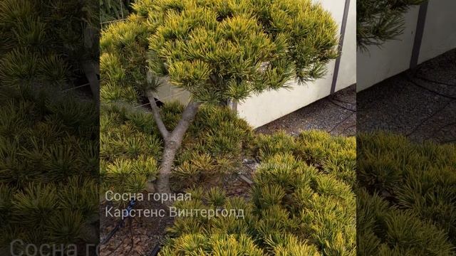 Сосна горная Карстенс Винтерголд