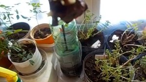 Виноград из черенков.Удаление соцветий и прищипка(по необходимости)