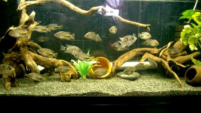 Вьеха Радужная (Vieja Synspila) смотреть онлайн