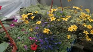 Лобелия ампельная в кашпо! Идеальный компаньон.