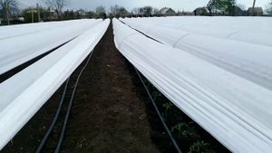 Томаты под агроволокном. Ранняя высадка для открытого грунта 15.04.. Томаты в открытом грунте