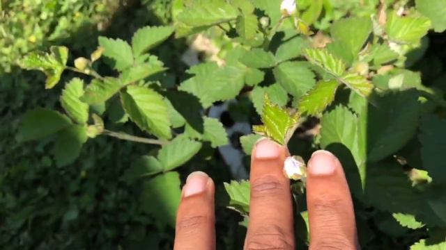 Big Bumble Bee, Small Blueberry Bloom! 2019 Spring Garden Tour смотреть онлайн