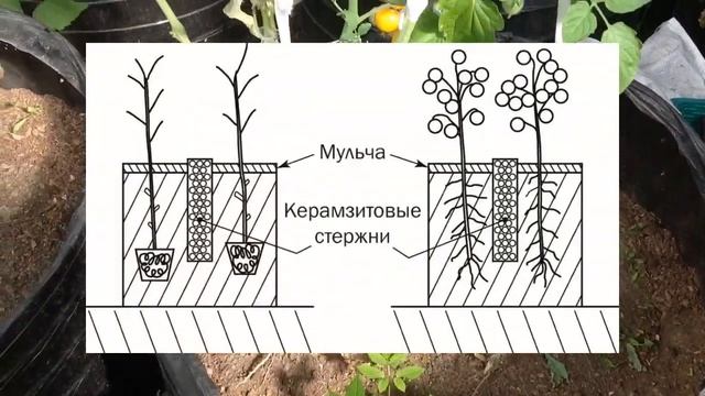 МОЙ ОГОРОД В МЕШКАХ 2020. Шаг N9. Первый КАРТОФЕЛЬ и ТОМАТЫ. смотреть онлайн