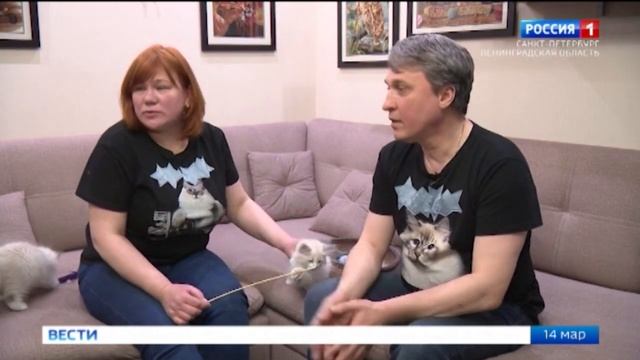 Петербургские учёные выяснили, что кошки придумали для общения с людьми
