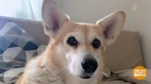 Умные игрушки для Плюши. Доброе утро. Фрагмент выпуска от 28.05.2020