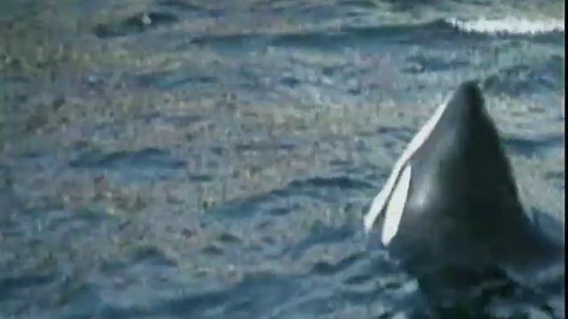 Рассказ о косатках смотреть онлайн