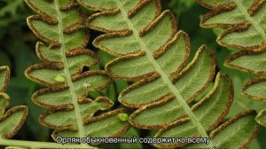 Можно ли держать дома папоротник
