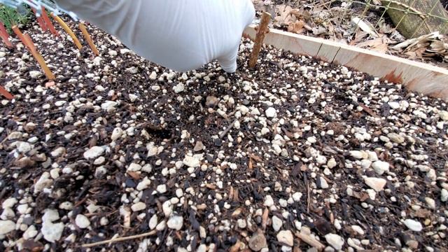 Метельчатые гортензии. Как укоренить одревесневшими черенками. смотреть онлайн