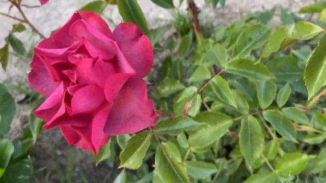 Сінко де Майо (Cinco de Mayo) яскрава брунатно-червона флорибунда рідкісного кольору смотреть онлайн