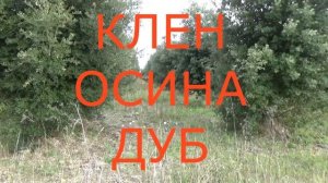 Франция.Чёрный трюфель.Поиск черного трюфеля во Франции.