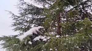 Красивая мелодия до слёз! Падал снег! Это красивые зимние мелодии, трогающие сердце Сергей Чекалин