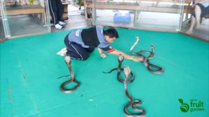 Укус сиамской кобры