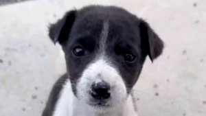 Голодный щенок жалобно поскуливал, чтобы люди его заметили..