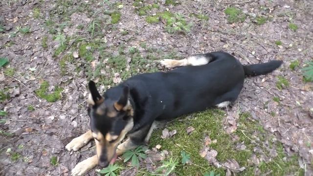 БЕЛЫЕ ГРИБЫ! КТО РАНО ВСТАЁТ, ТОМУ БОГ ПОДАЁТ! Начал с подберёзовиков, а закончил БЕЛЫМИ ГРИБАМИ! смотреть онлайн