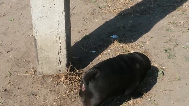 Мопс прикольно ходит в туалет смотреть онлайн