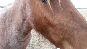 кормление лошадей морковкой