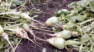 Урожай редьки Маргеланской и полезные свойства