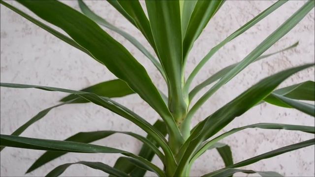 Юкка домашняя – комнатная пальма смотреть онлайн