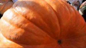 Cамая большая тыква в мире