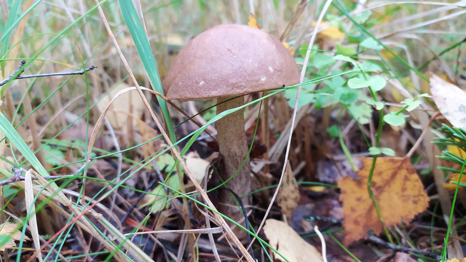 Подберёзовик обыкновенный (Leccinum scabrum). Как выглядит гриб на месте произрастания.