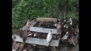 (в гостях у Гончара В ) из архива заводчика кировоградских голубей Веселова Игоря Валентиновича