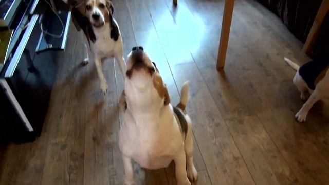 ? Dog - party собачья вечеринка | Шеф - повар БИГЛЬ смотреть онлайн