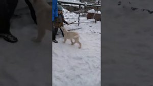 Щенок алабай радость для детей