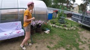 ПЕТУНИЯ ПЕНДОЛИНО ПАЙЛ ЛИЛАК.ОЗОР ЦВЕТЕНИЯ .2020