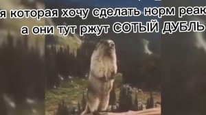 реакция удивительного цифрового цирка на самих себя(сорри что так мало)